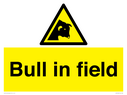 bull-in-field~